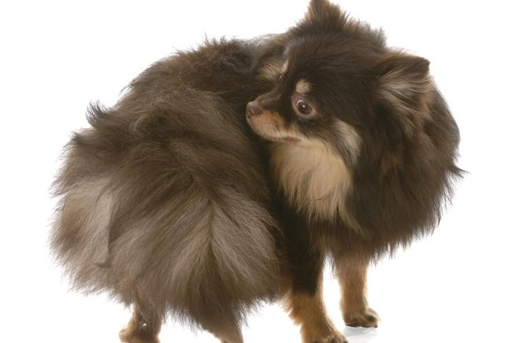 E se o seu cachorro estiver constantemente lambendo a bunda?