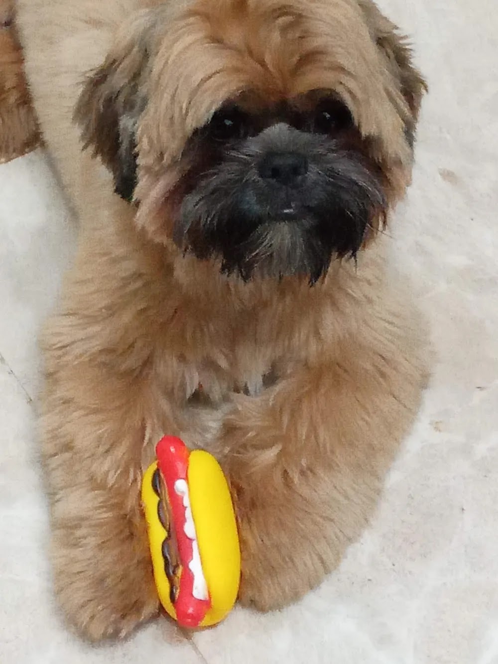 O cãozinho Billy da raça shih-tzu morreu no domingo (24) em Araraquara — Foto: Arquivo pessoal