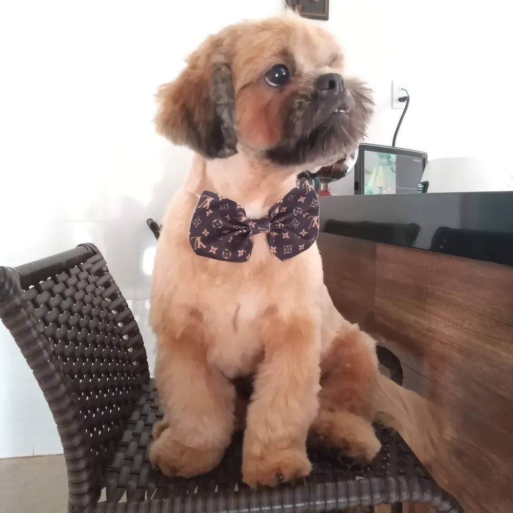 O cãozinho Billy da raça shih-tzu morreu no domingo (24) em Araraquara — Foto: Arquivo pessoal