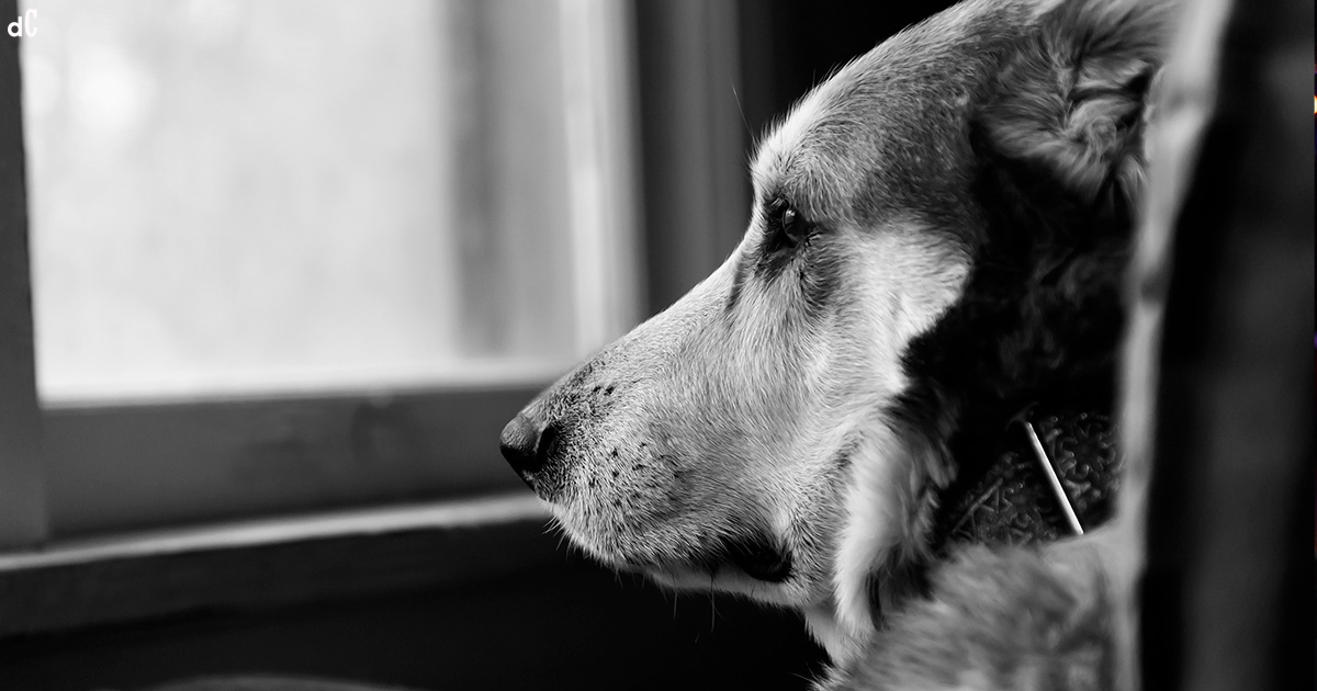 Os cães podem sentir a morte de alguém?Os cães podem sentir a morte de alguém?