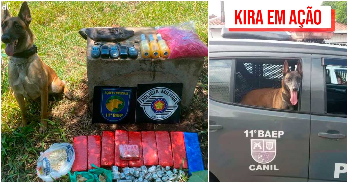 A polícia em Rincão apreende onze tijolos de maconha e rádios comunicadores