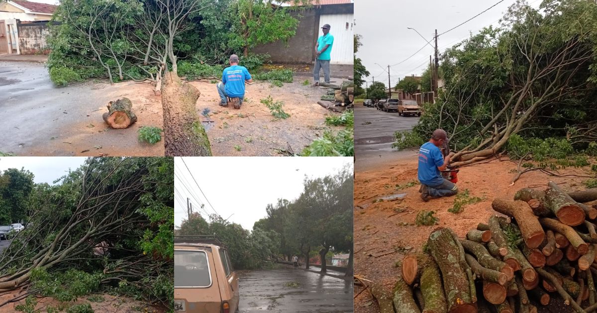 Montagem com várias imagens da árvore caída em Américo Brasiliense após temporal.