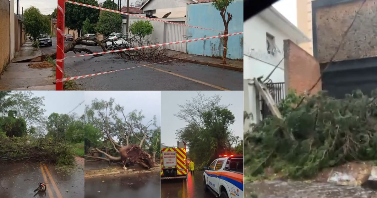 Montagem com várias imagens de árvores caídas em diferentes pontos de Araraquara após temporal. As fotos mostram vias obstruídas, danos à rede elétrica e atuação das equipes da Defesa Civil e do Corpo de Bombeiros.