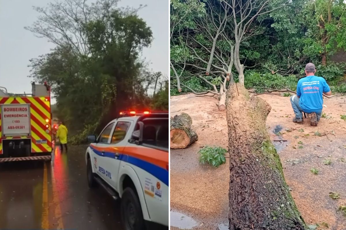 Imagem mostra árvore caída em Araraquarae e Américo Brasiliense, após forte temporal.